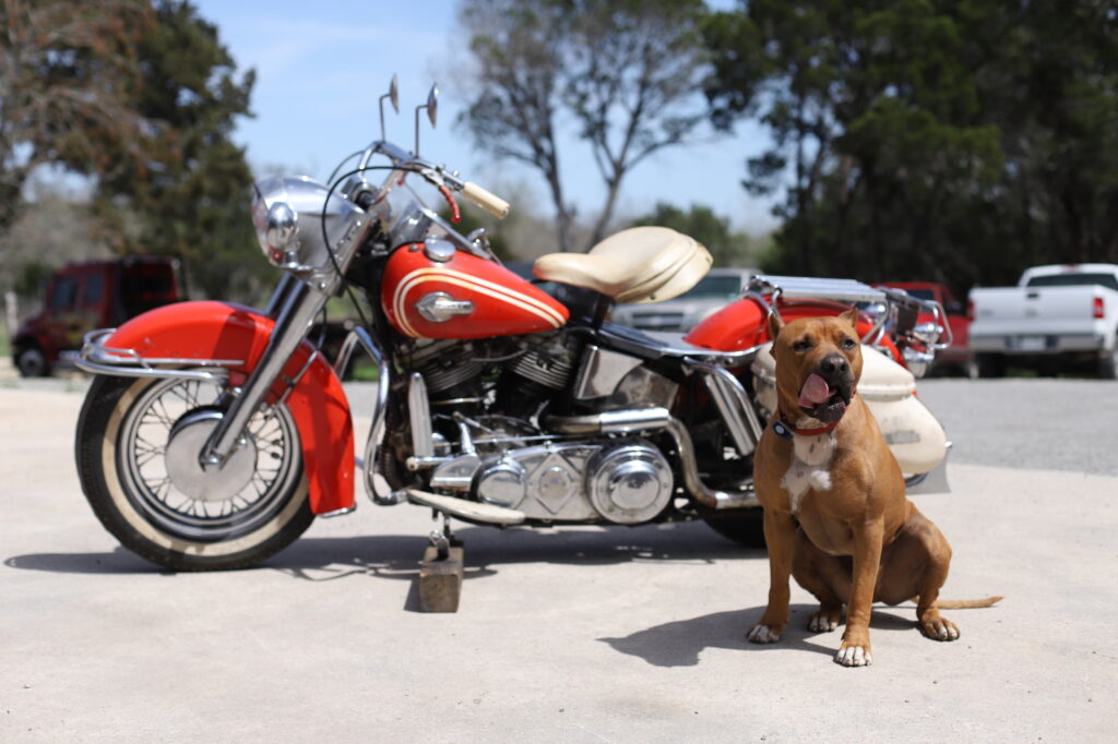 Dog sitting beside vintage red Harley-Davidson motorcycle outdoors