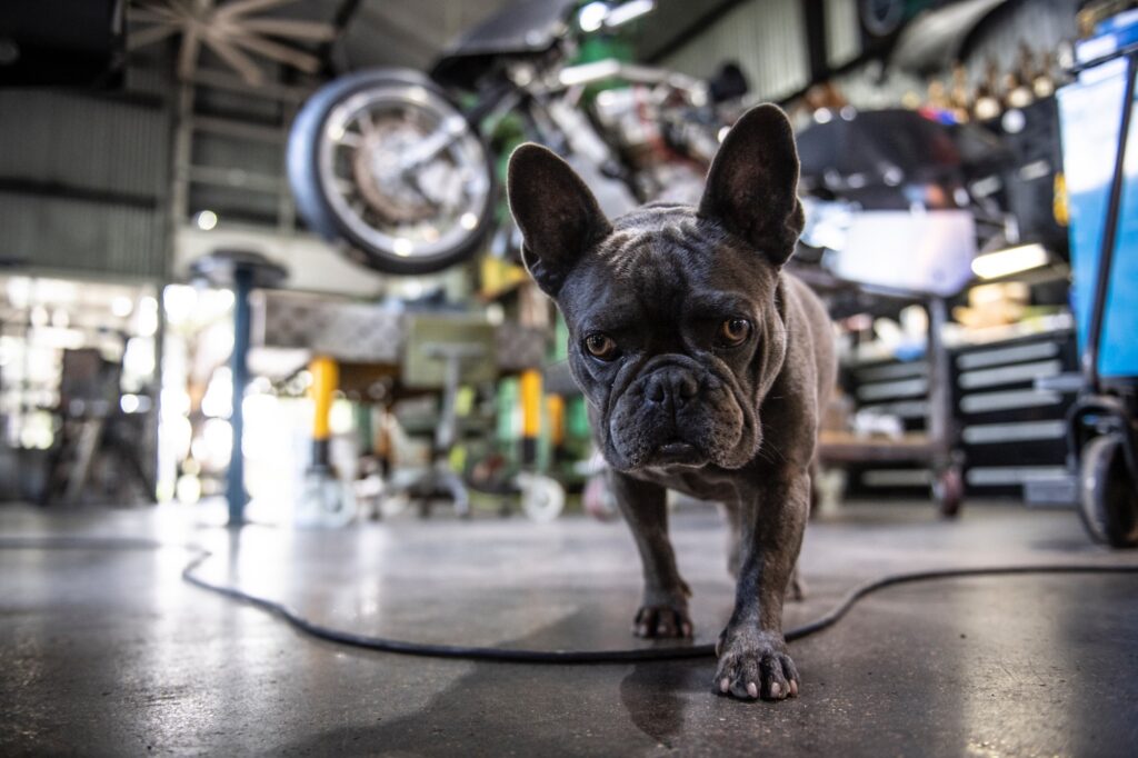 French bulldog walking across workshop floor with motorcycles in background