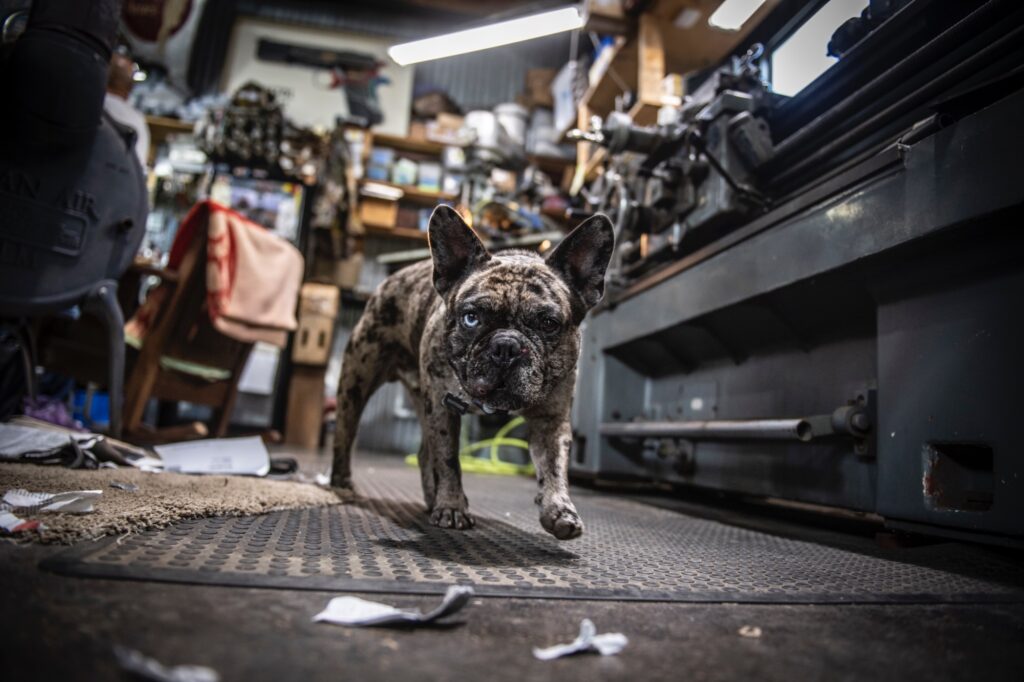 Brindle French bulldog standing inside metal fabrication workshop