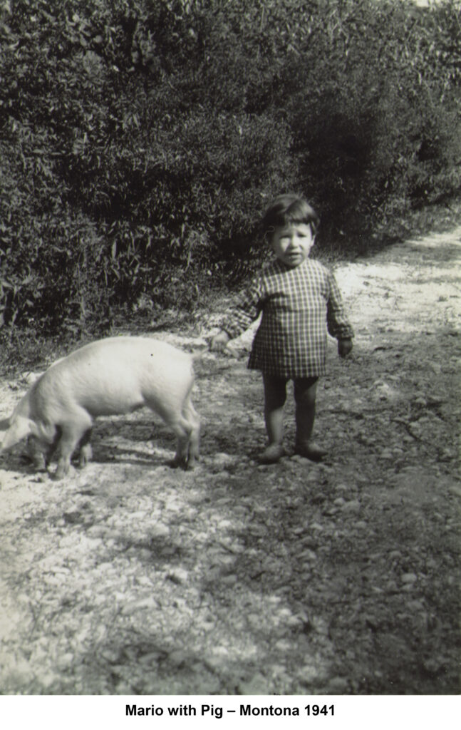 Mario Andretti with a pig in Montona in 1941